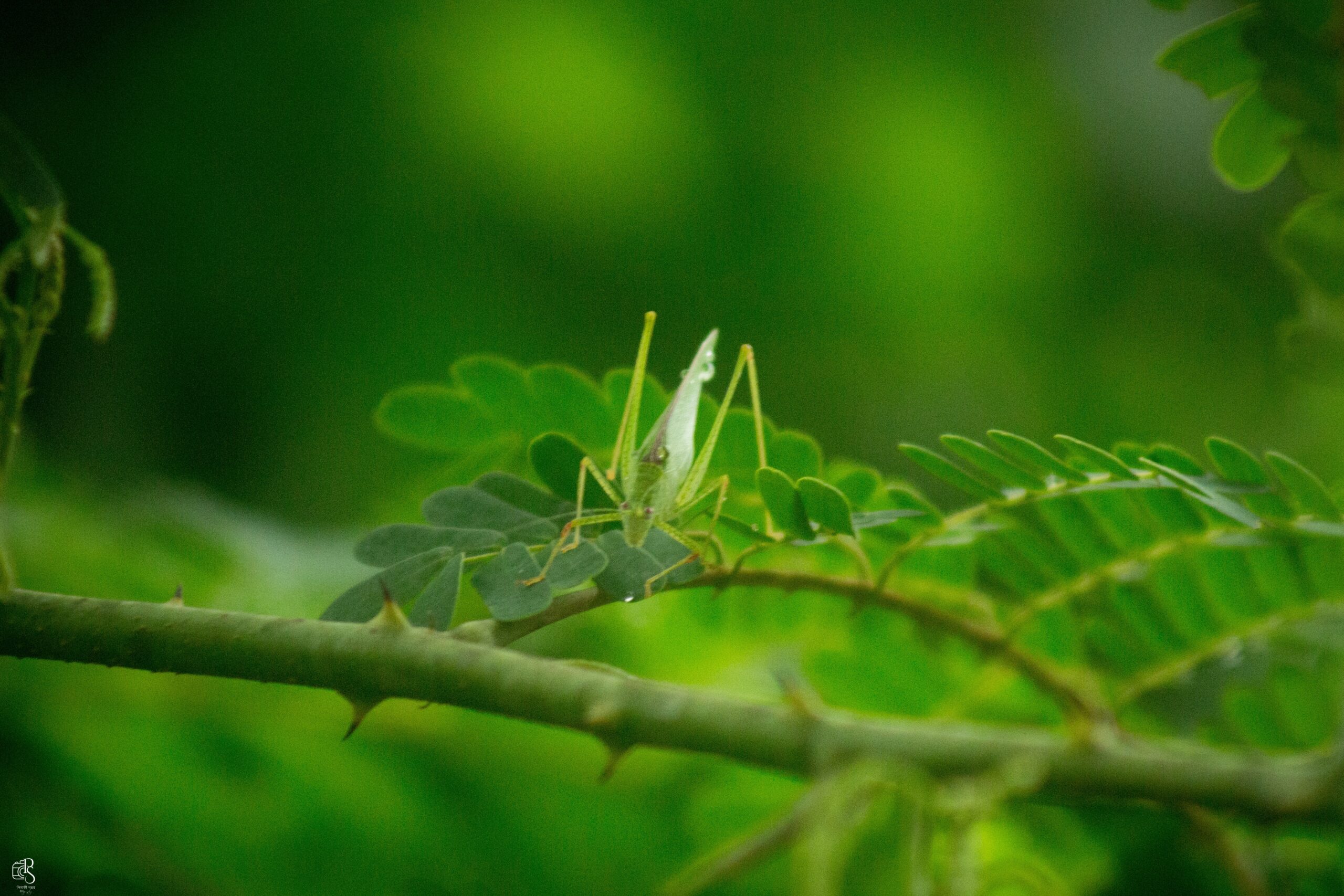 Sea of Green