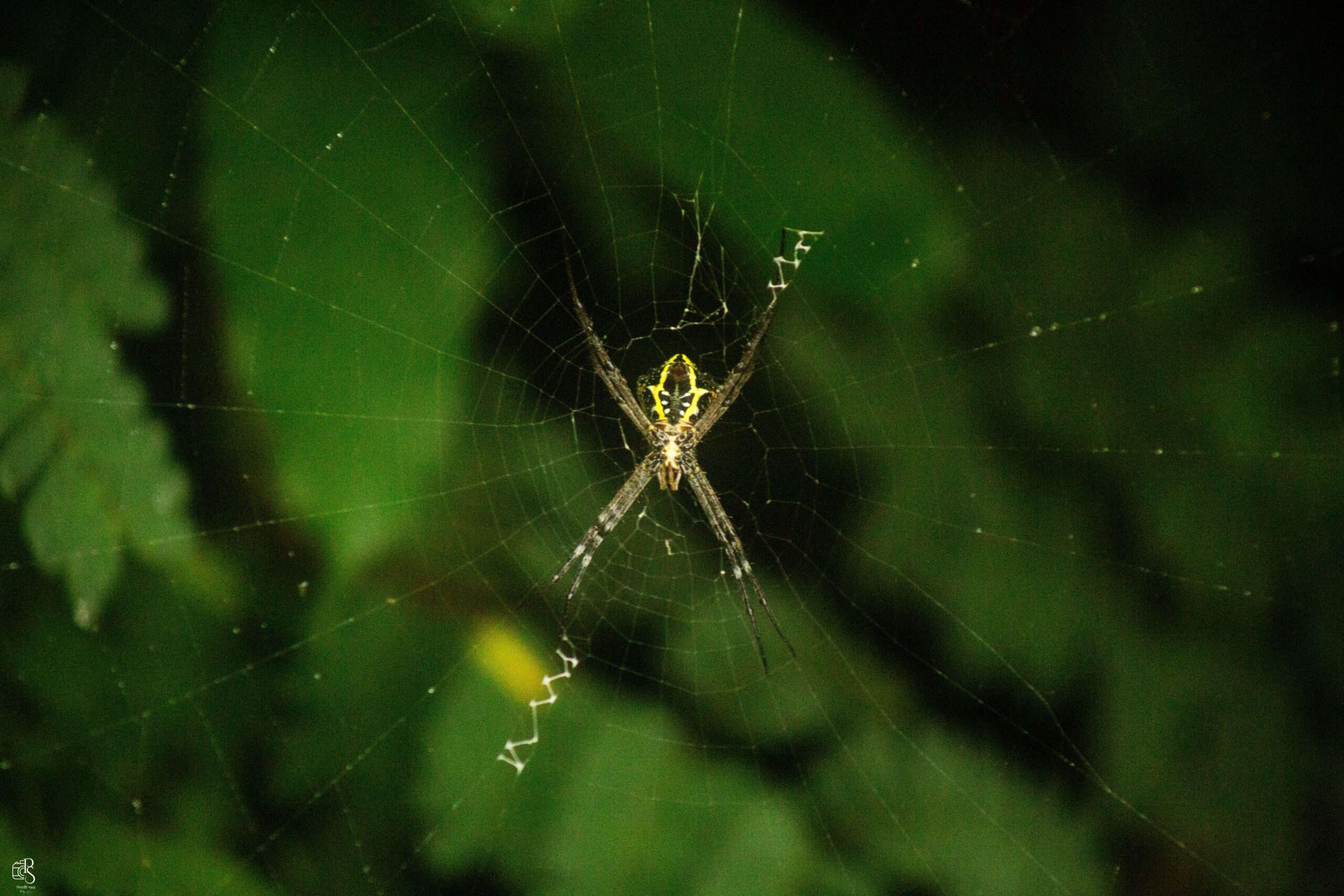 Webmaster